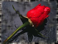 Red Rose