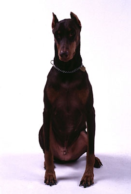Tucker