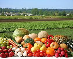 A Regular Farm bag A rainbow selection of nutritious produce.