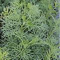 Artemesia Southernwood - Artemisia arbrotanum - perennial - 2 feet 