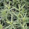 Artemisia French Tarragon - Artemisia dracunculus - perennial 24-36 inches 