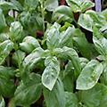 Basil - Ocimum basilicum annual 14-36 inches. Please see complete description for variety specifics and use the drop down box to select the variety. 