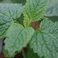 Balm - Melissa officinalis perennial 24-36 inches. Please use the drop down box to choose the variety. 