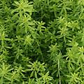 Bedstraw - Galium verum perennial 12-36 inches 
