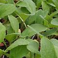 Borage - Borago Officinalis annual 12-24 inches 