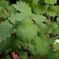 Burnet - Poterium sanguisorba minor perennial 30 inches 