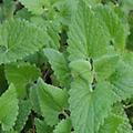 Catnip, Regular - Nepeta cataria perennial 18-36 inches 