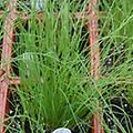 Chives - Garlic Chives - Allium sativum perennial 18 inches
Medium Chives - Allium schoenoprasum perennial 18 inches
Use drop down box to select variety. 