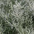 Curry - Dwarf Curry - Helichrysum italicum microphyllum tender perennial 4-6 inches
Regular Curry - Helichrysum angustifolium - Half hardy evergreen sub-shrub 18 inches
Use drop down box to select variety. 