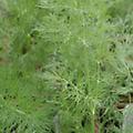 Dill - Bouquet Dill - Anethum graveolens annual 36 inches
Fernleaf Dill - Anethum graveolens annual 18 inches
Use drop down box to choose the variety. 