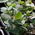 Eucalyptus - Eucaltus globulus annual 24-36 inches 