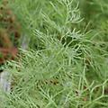 Fennel - Bronze Fennel - Foeniculum vulgare perennial up to 7 feet
Sweet Fennel - Foeniculum vulgare perennial 7 feet
Use the drop down box to select the variety 