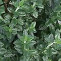 Germander - Teucrium perennial 12-24 inches 